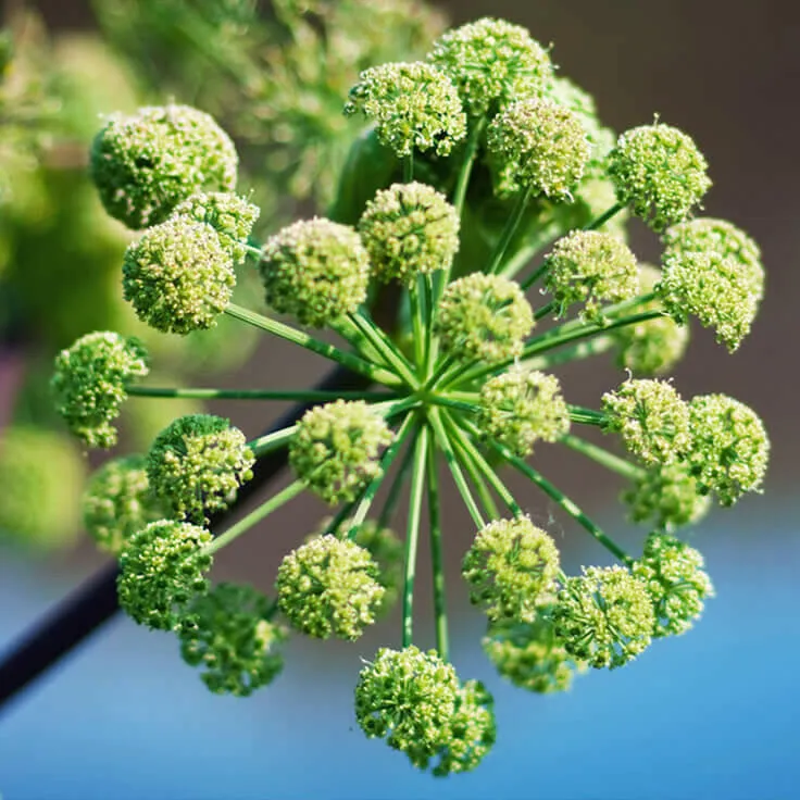 Angelica Root Essential Oil